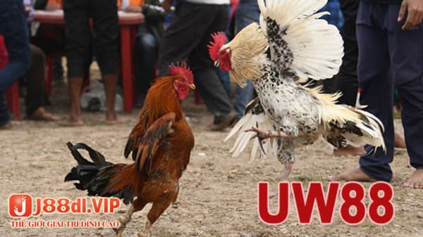 UW88 – Trang Web đá gà chất lượng, uy tín